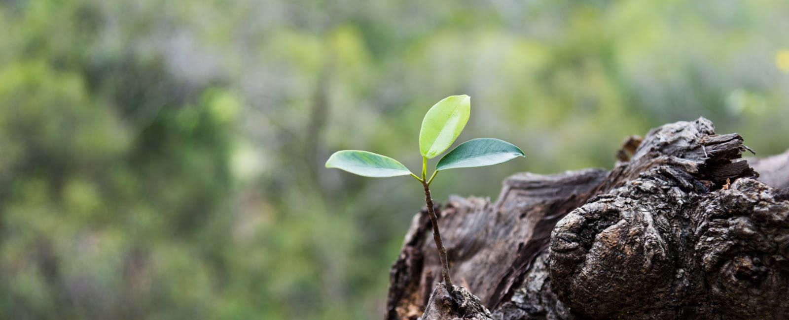 A Fence or an Ambulance (by Joseph Malins, 1895) Menbuilders Magazine